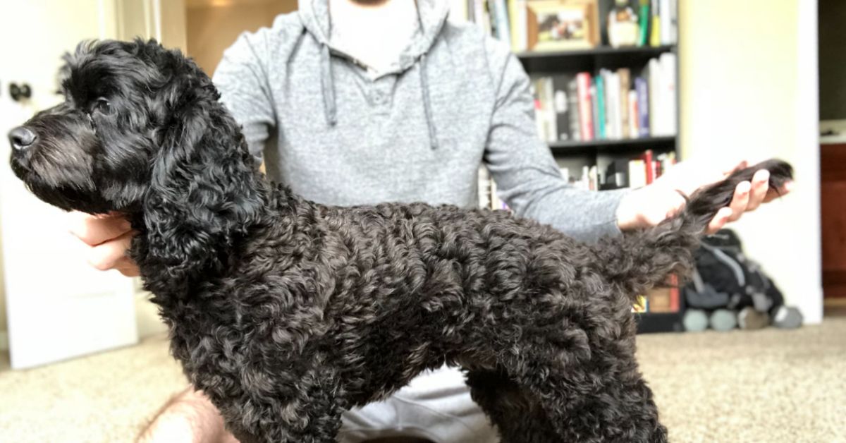 a man grooming a cockapoo