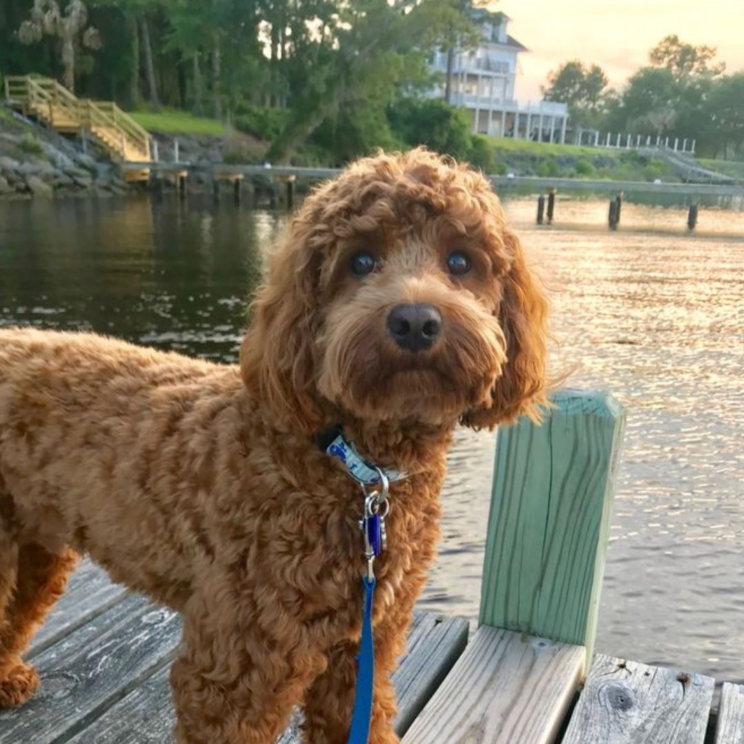 a picture of a cockapoo bear cut