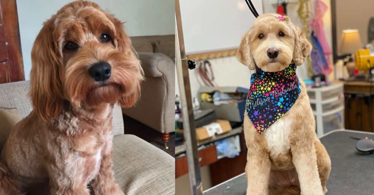 a picture of two cockapoo dogs with a cocker cut