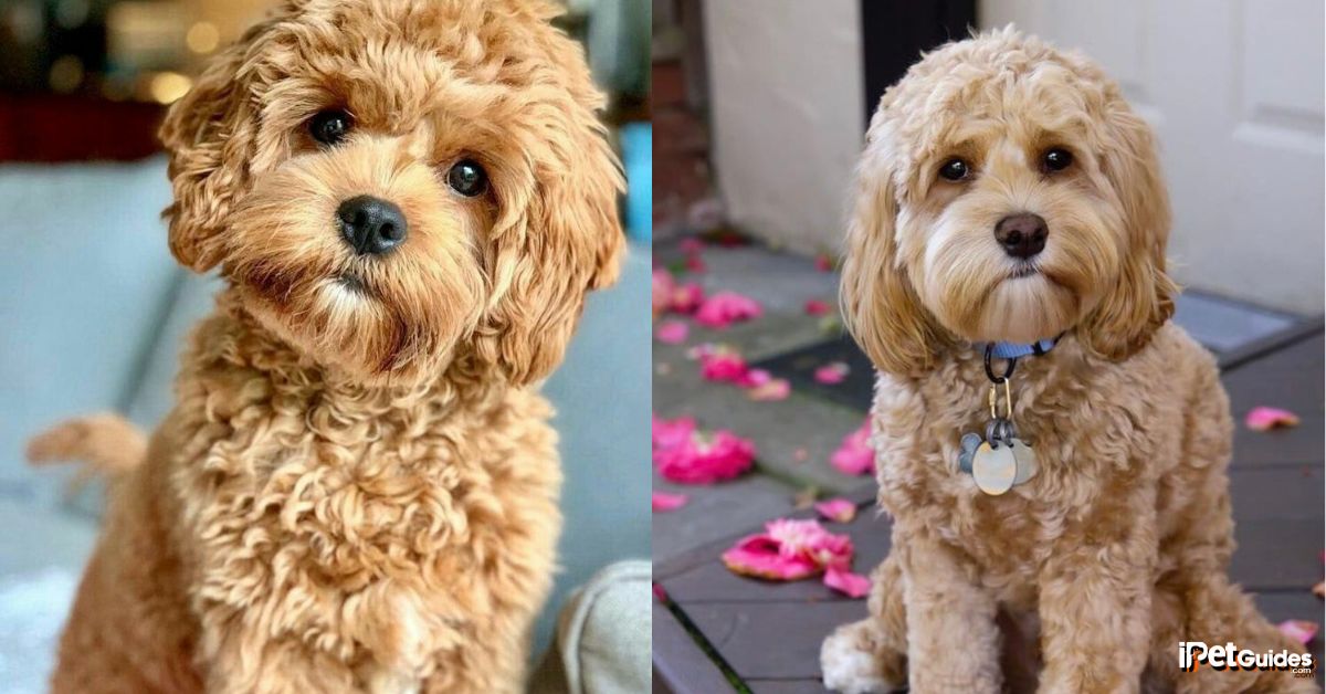 a picture of two cockapoo dogs with a puppy cut