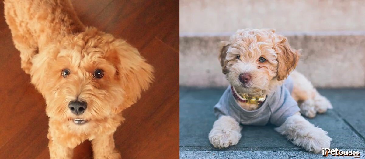 a picture of two cockapoo dogs with a summer cut 