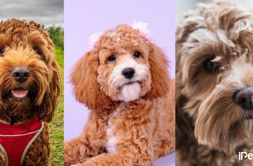 cockapoo haircuts featured image