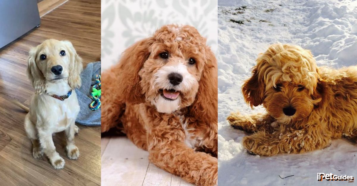 types of cockapoo coats