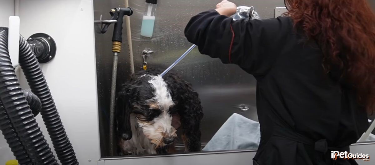 a bernedoodle getting a bath