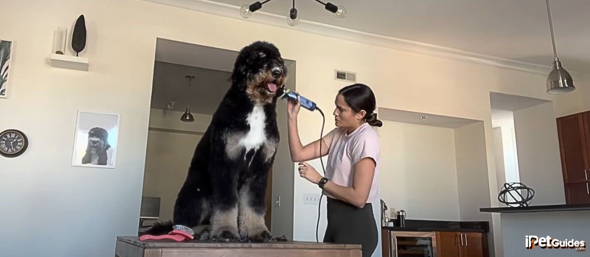 a bernedoodle getting a new haircut 