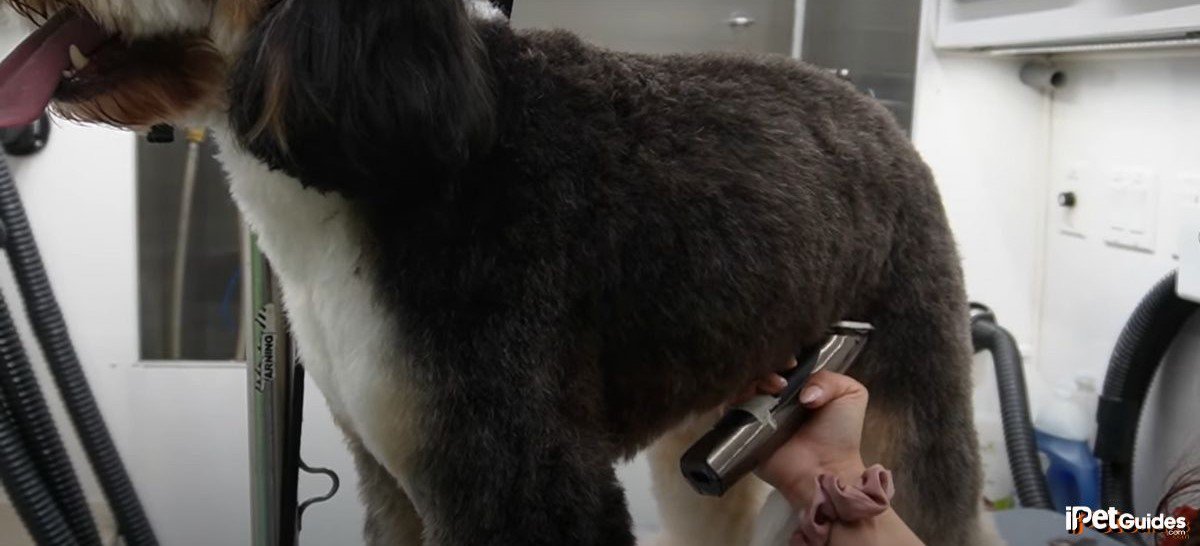 a bernedoodle getting a teddybear haircut