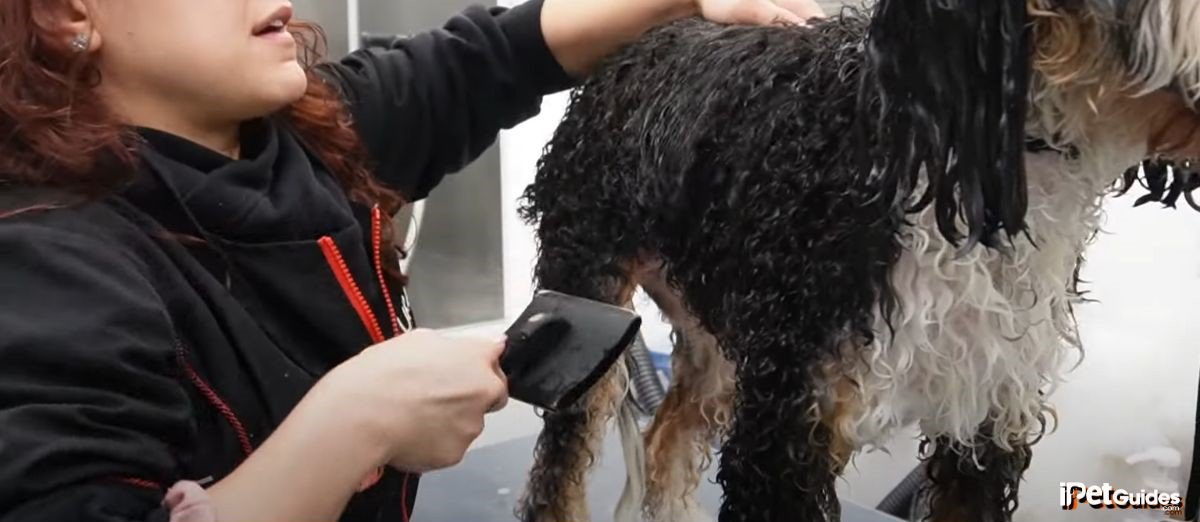 a bernedoodle getting brushed