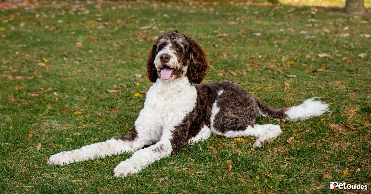 a bernedoodle laying on a grassfield