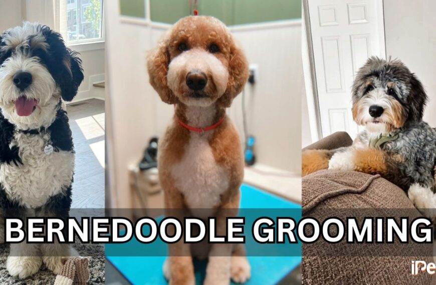 bernedoodle grooming featured image