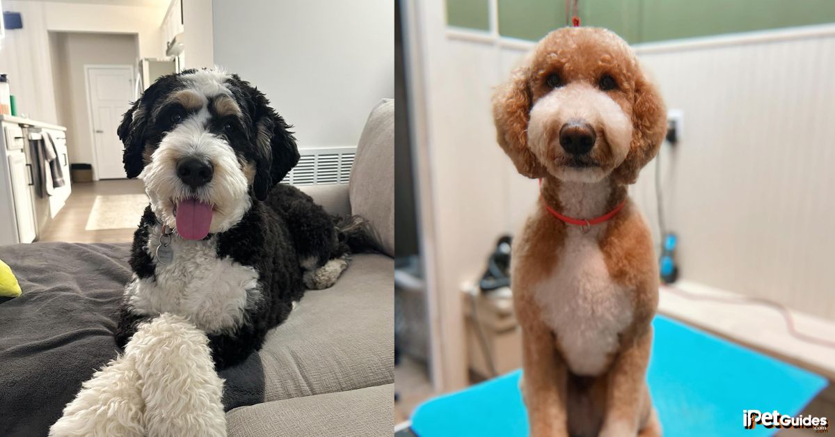 some pictures of different bernedoodle haircuts
