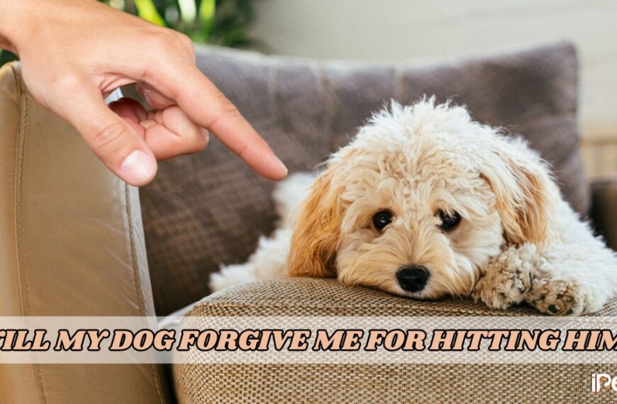 Will My Dog Forgive Me for Hitting Him Featured Image
