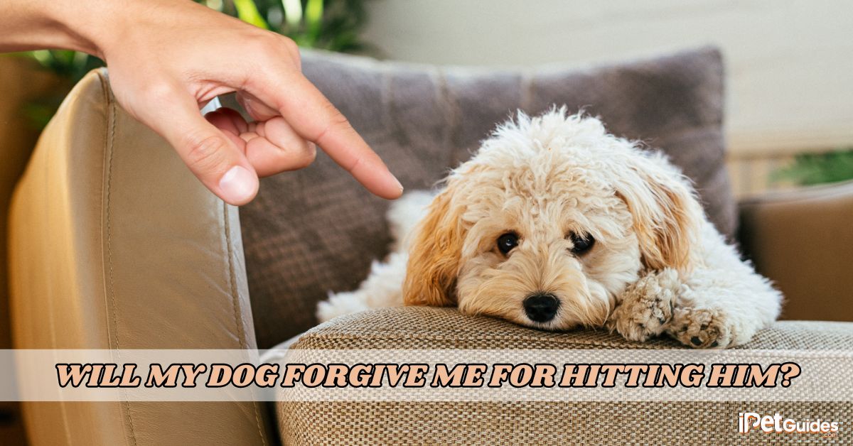 Will My Dog Forgive Me for Hitting Him Featured Image