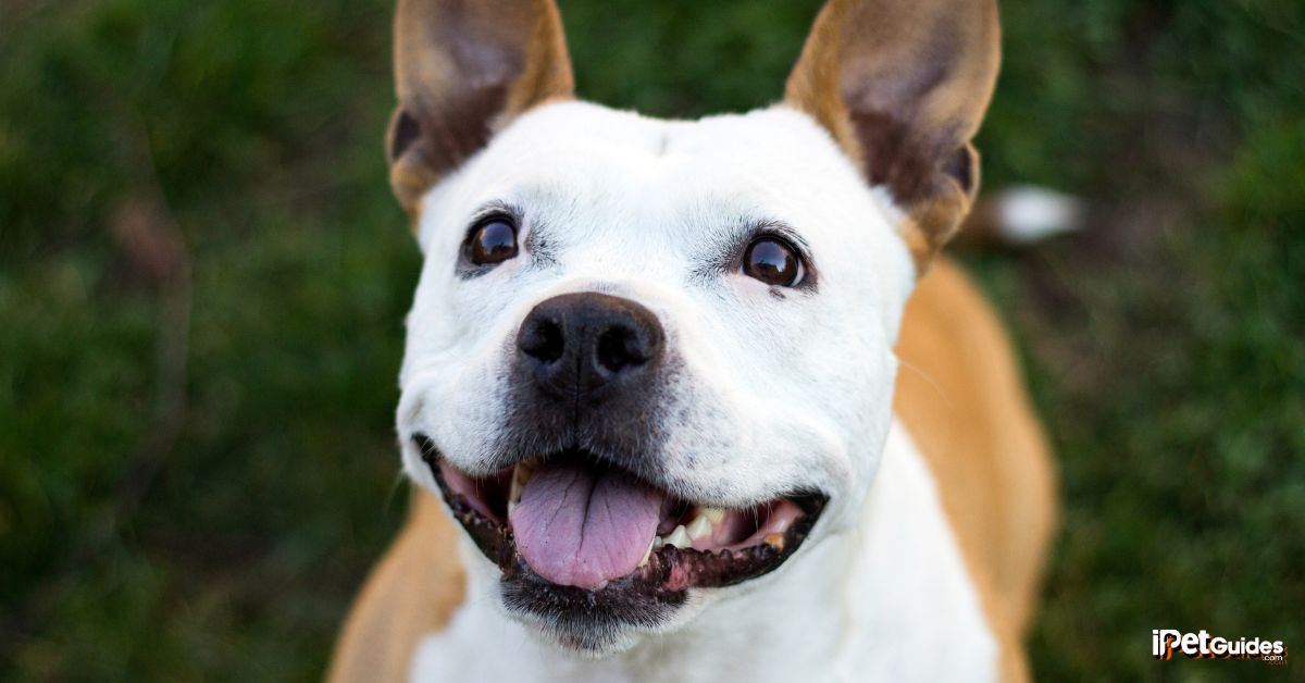 a dog standing in front of a camera