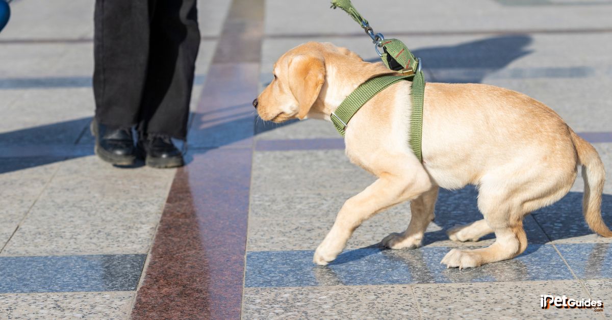a frightened dog during a walk on a leash