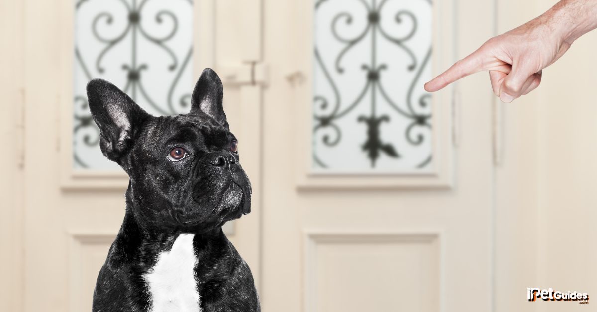 a person gently disciplining their dog with their hand