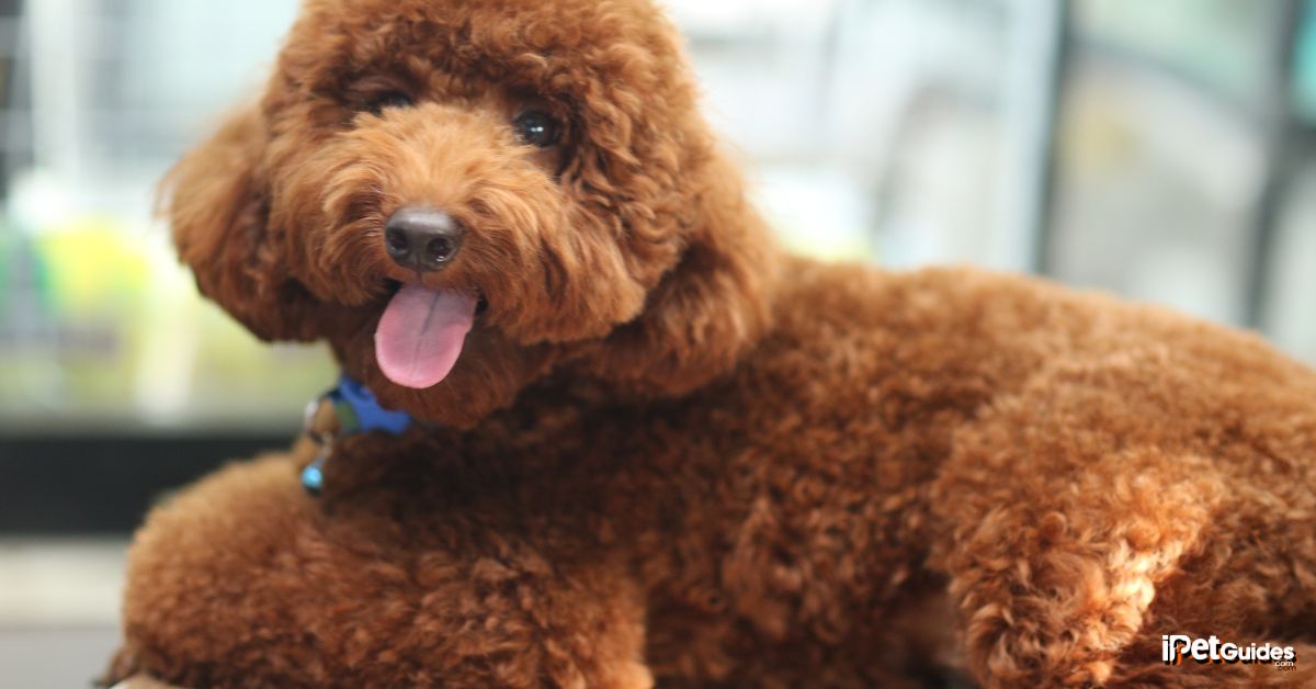 a picture of a poodle seated on the floor