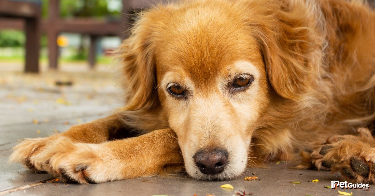 a sad brown dog laying on the floor