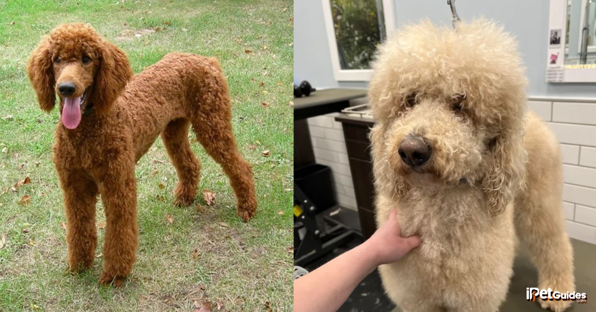 pictures of poodles without a haircut