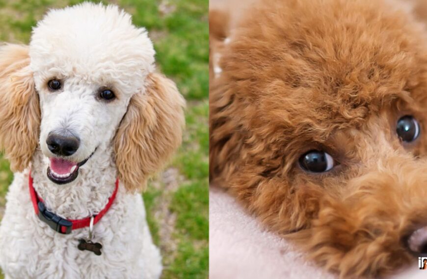 poodle without haircut featured image