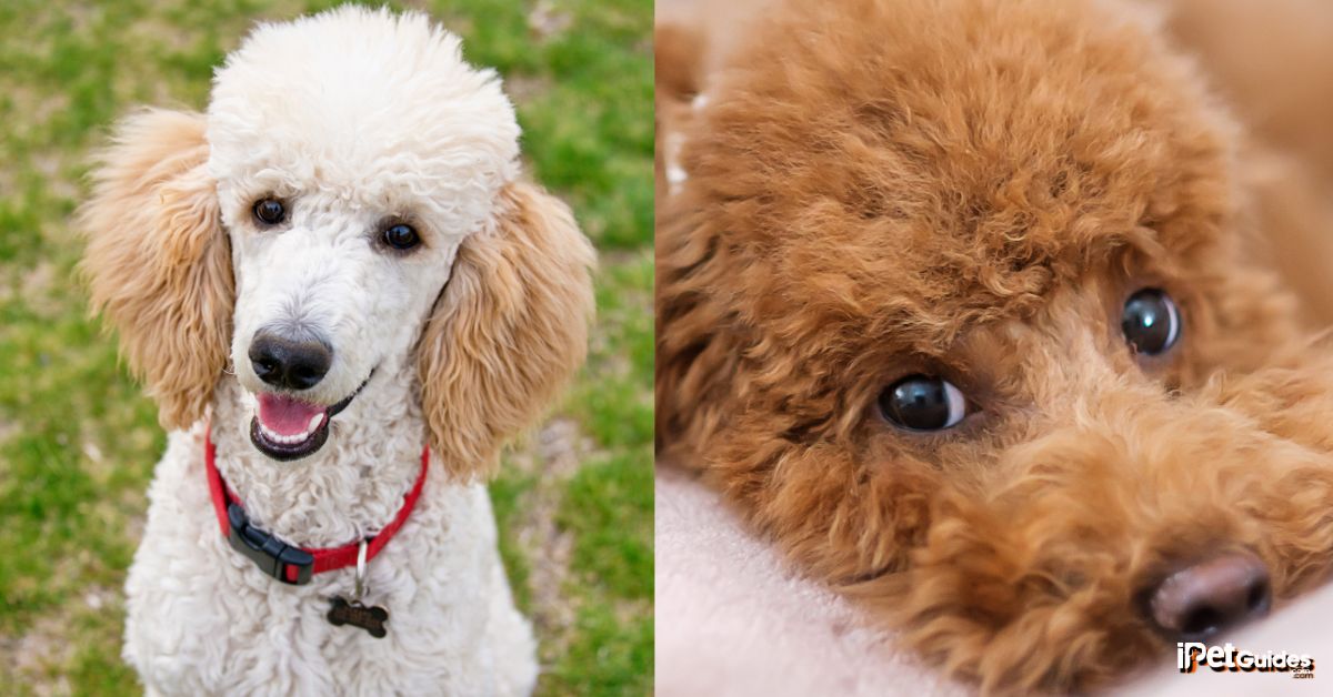 poodle without haircut featured image