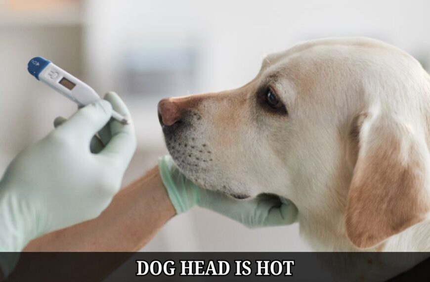Why is My Dog’s Head Hot? Here’s What You Should Do