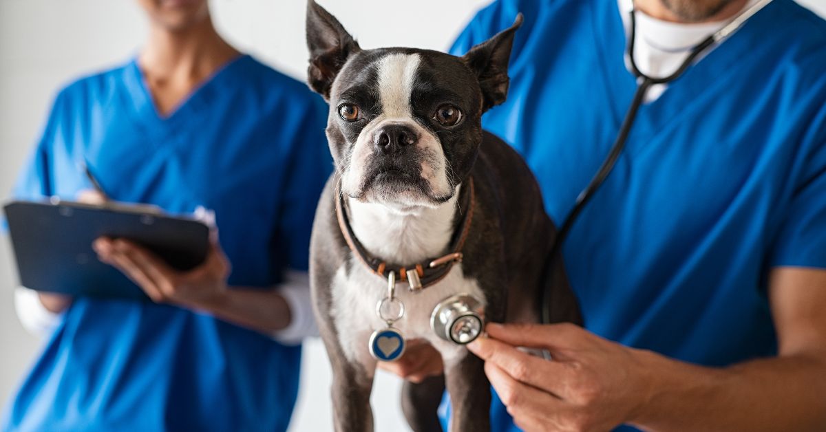 a dog examined at a vet clinic