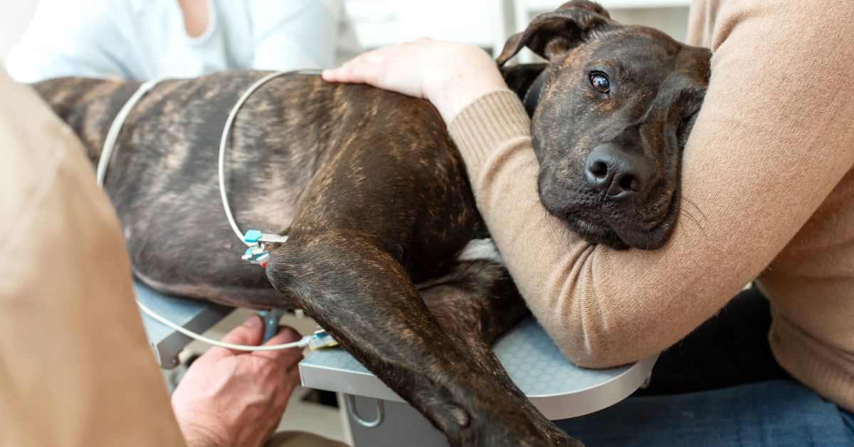 an image of a dog receiving a medical examination at a veterinarian clinic