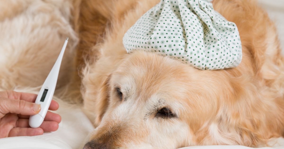 a person checking dogs temperaturea