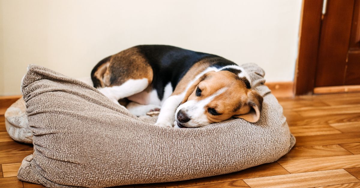 a sick puppy laying on a bed