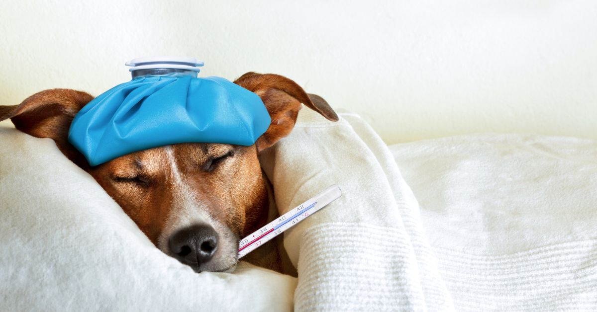 a veterinarian checks a sick dog's body temperature using a thermometer