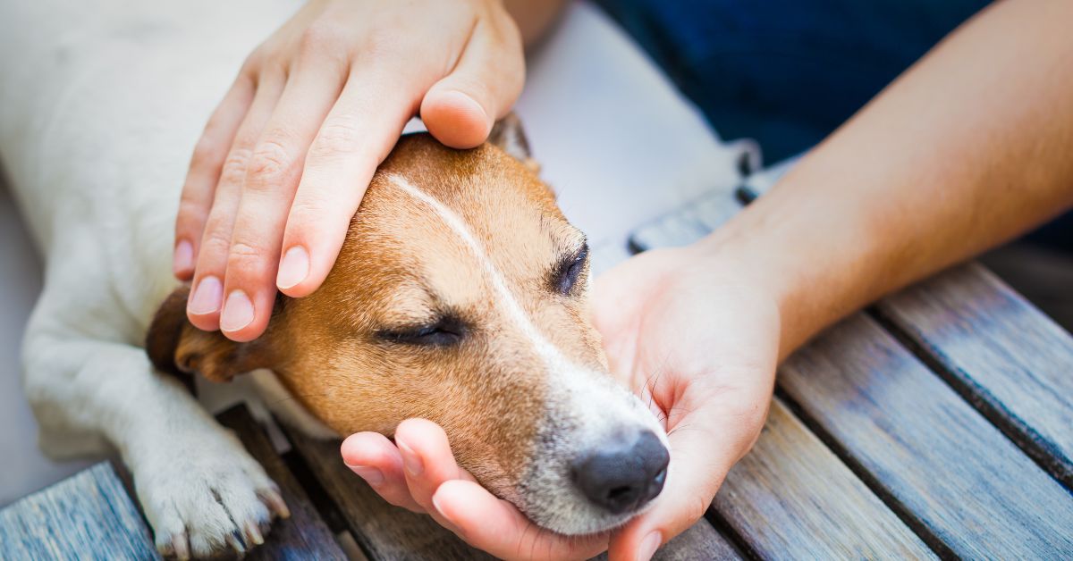 an image of a person checking the body temperature of a sick dog by touching its head with their hand