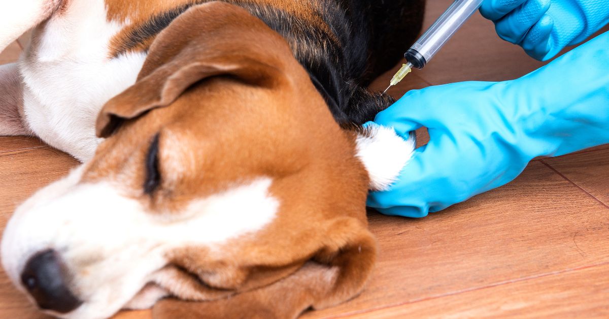 an image of a veterinarian giving a vaccine to a sick dog