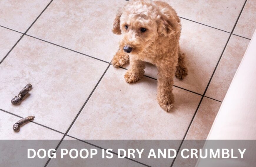 Dog Poop is Dry and Crumbly Featured Image