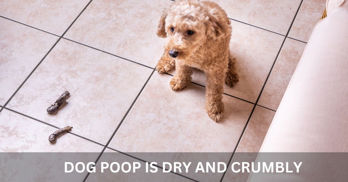 Dog Poop is Dry and Crumbly Featured Image