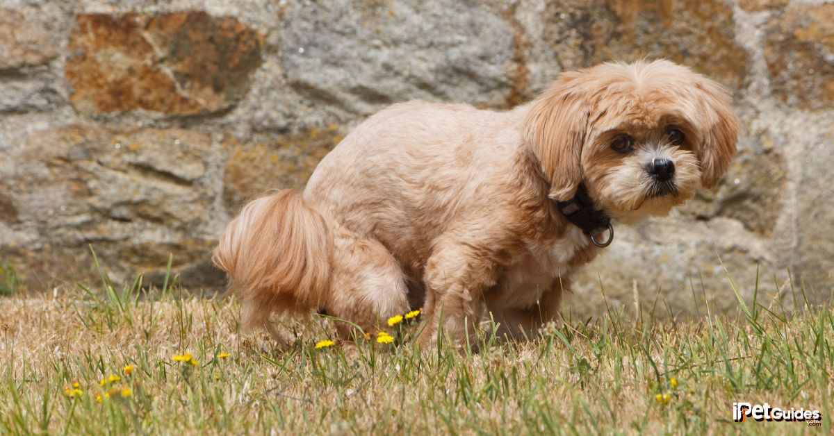a dog is defecating outdoors on a grassy field
