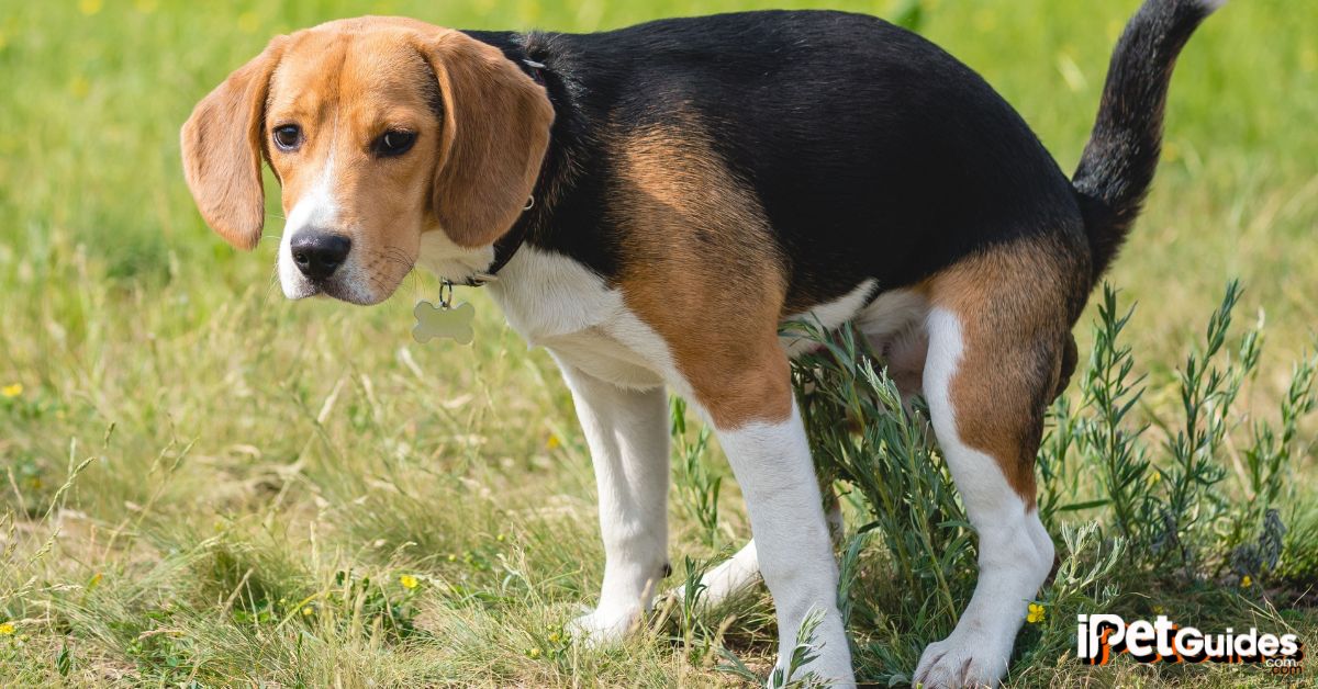 a dog is defecating outdoors on a grassy field