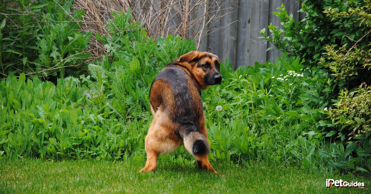 a dog standing outdoor in the backyard