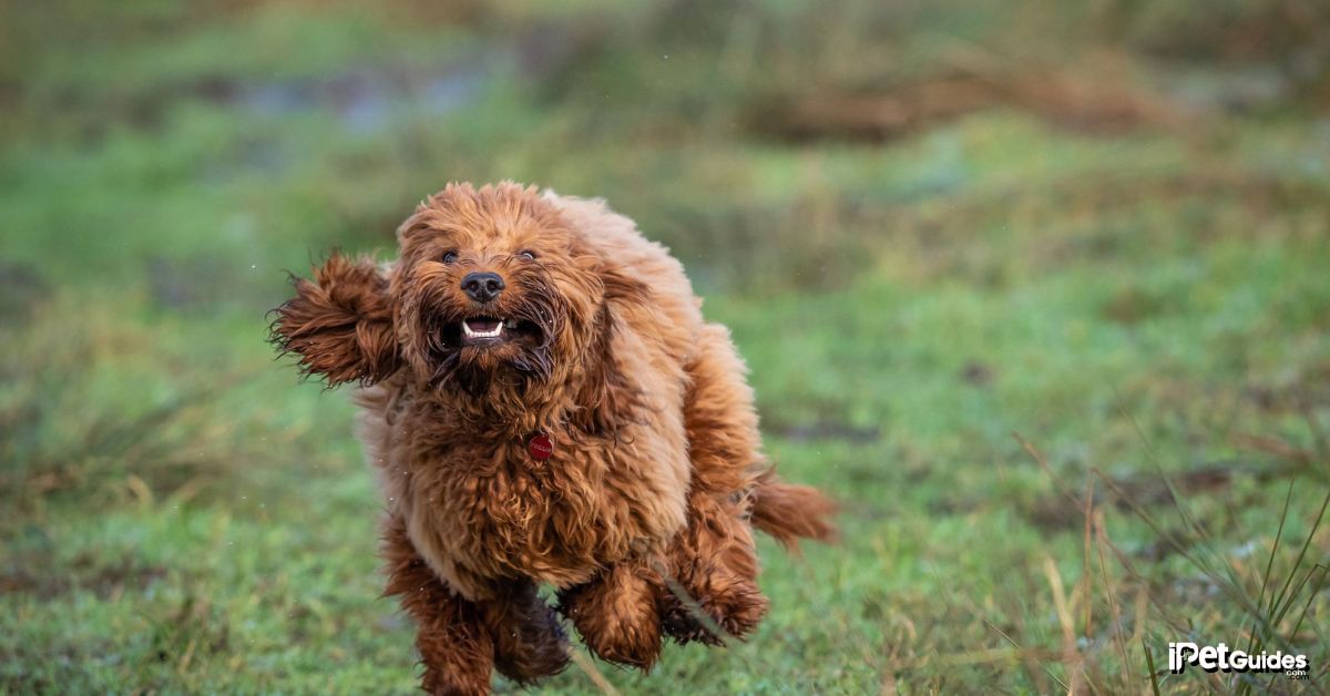 A Cockapoo dog running
