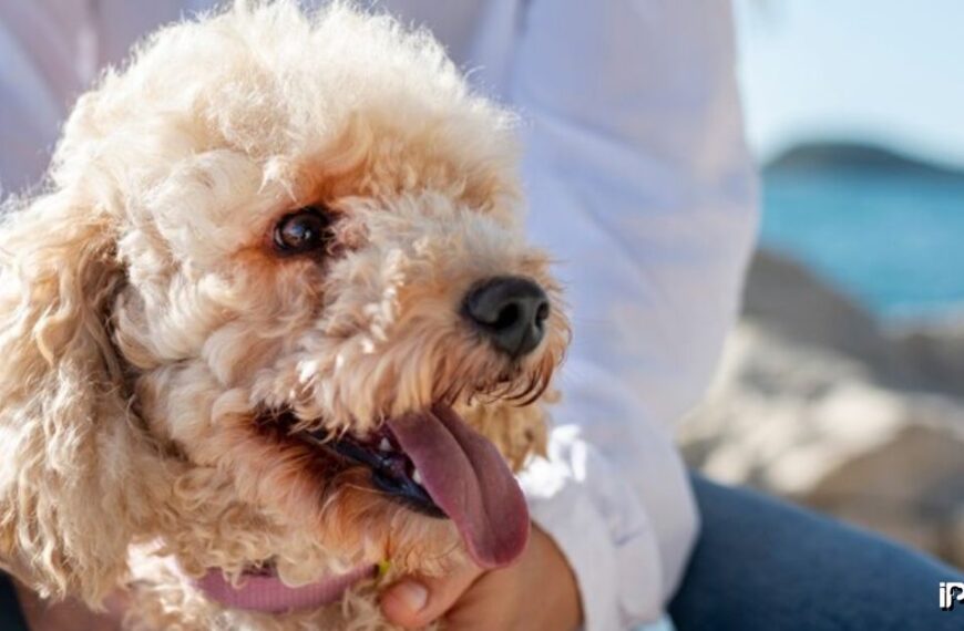 Full Grown Cockapoo featured image