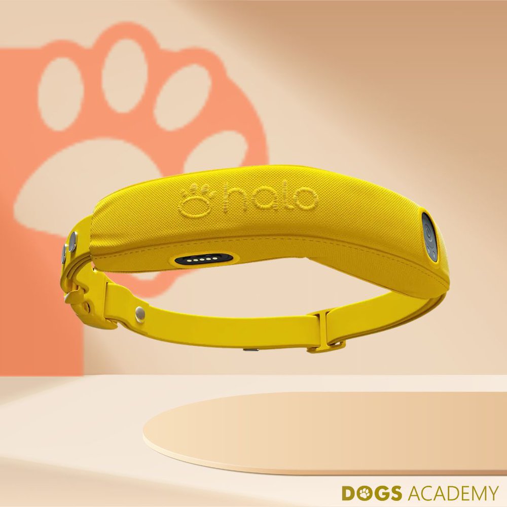 Halo collar 4
