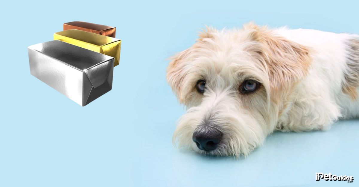 A dog lying down on the floor and 3 packs of butter beside it