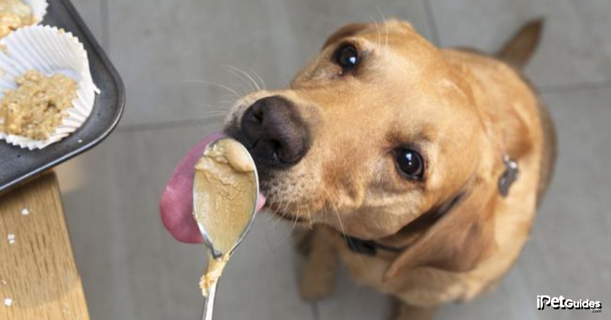 A person offering the dog an amount of butter