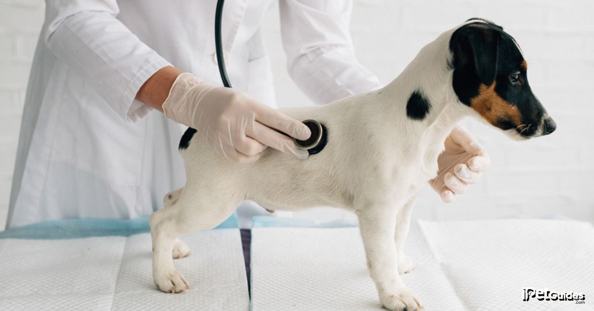 A veterinarian examining a dog