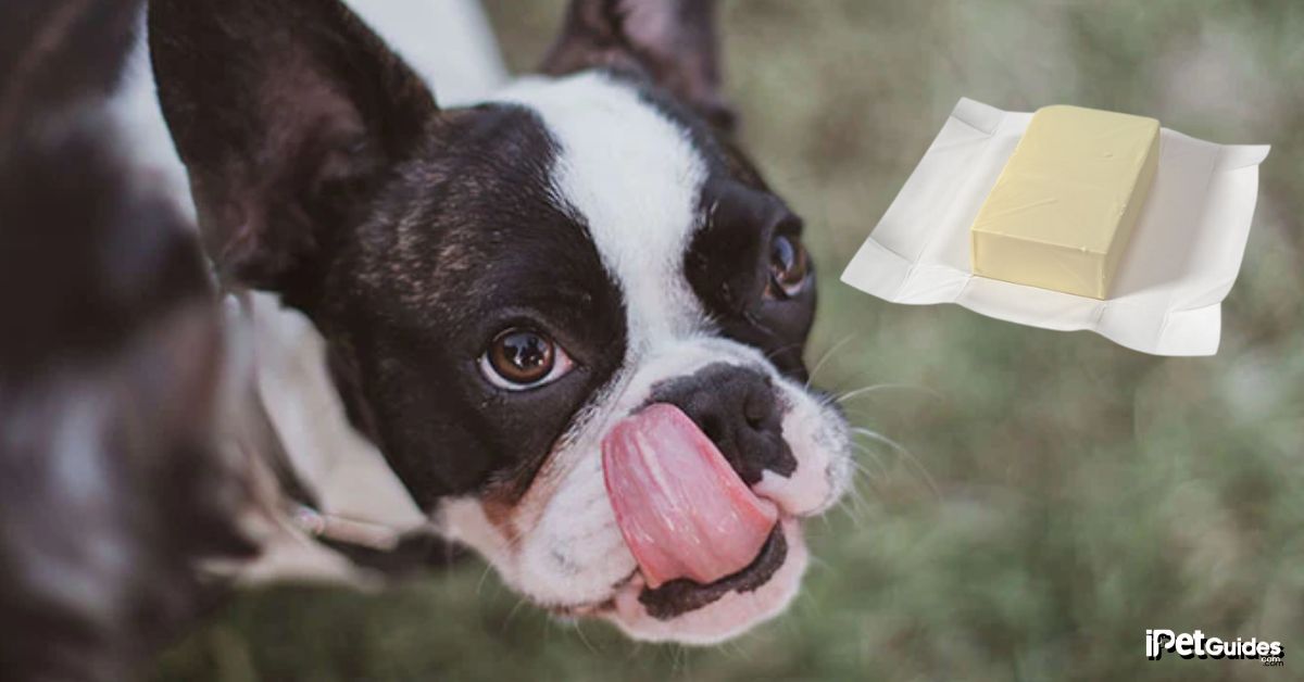What to Do if Your Dog Ate a Stick of Butter featured image