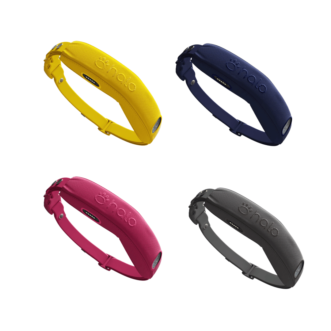 4 colors of halo collar 4