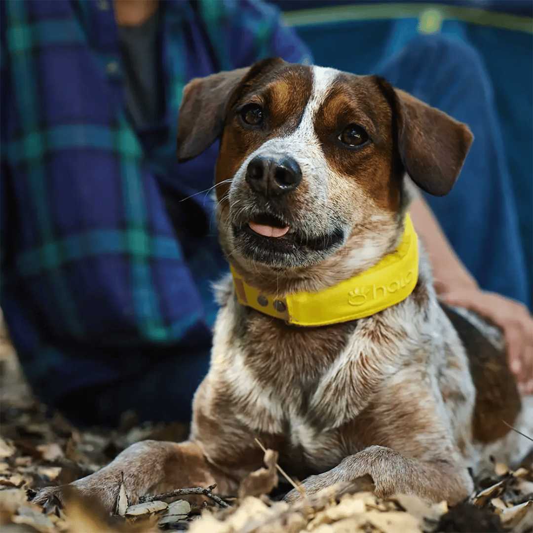 A Dog wearing a halo 4 collar and sitting on the floor