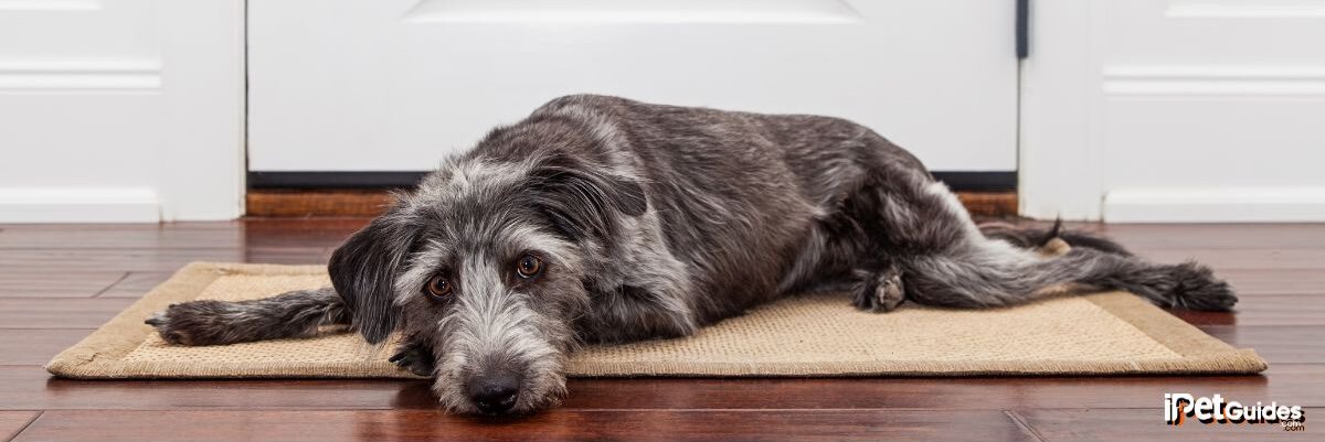 A dog lying on a carpet