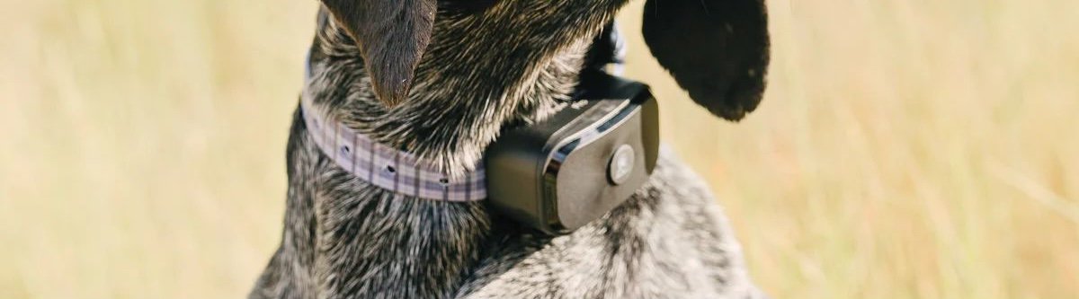 A dog wearing a PawTronic Pro Series