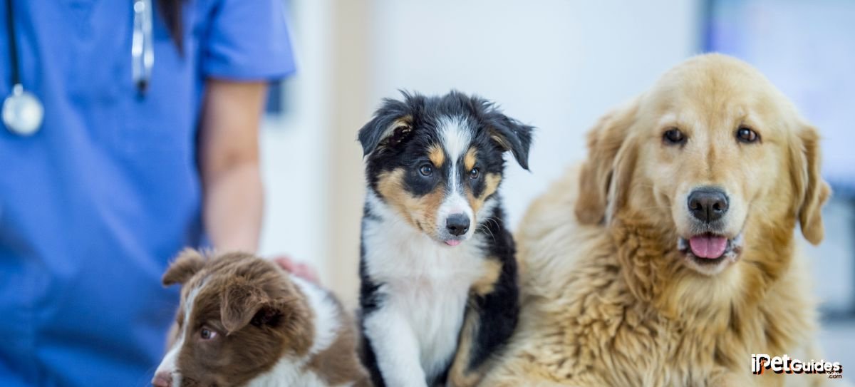 Healthy foods for dogs