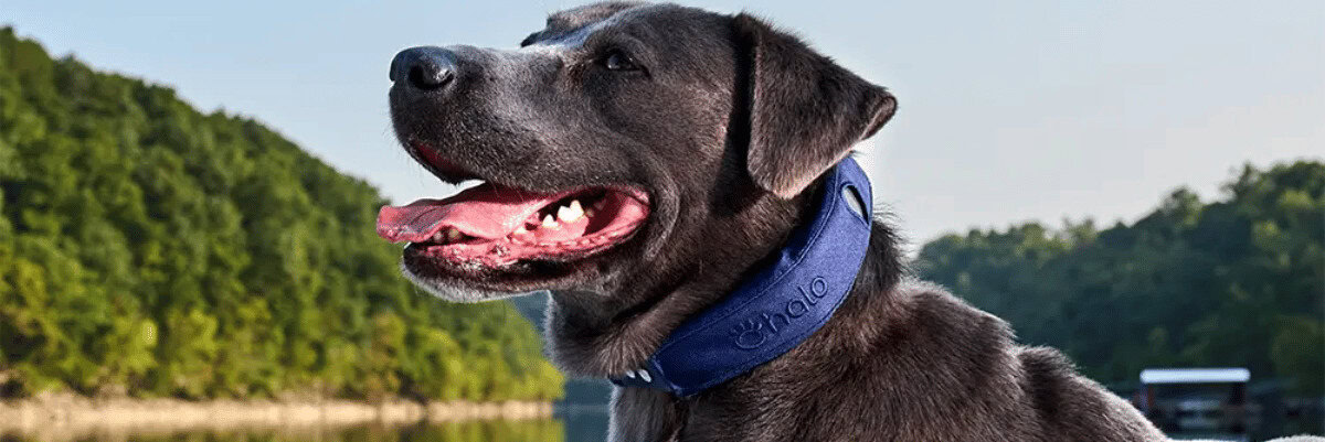 a black dog wearing blue coor halo 4 collar and sitting near a lake